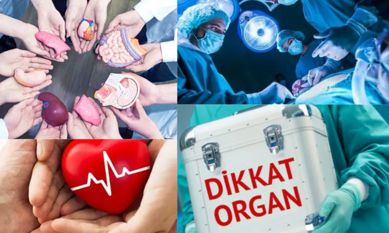 Organ Nakli Nedir?