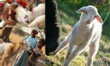 Kurban Bağışı ile İhtiyaç Sahiplerine Umut Olmanın Mutluluğu
