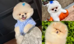 Pomeranian Boo Nedir?