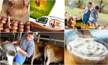 Organik Yumurta Hakkında Bilinmeyenler