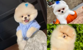 Pomeranian Boo Nedir?
