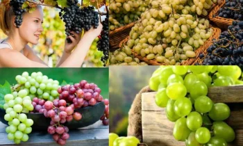 Doğanın Tatlı Mucizesi: Üzüm