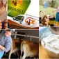 Organik Yumurta Hakkında Bilinmeyenler