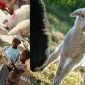Kurban Bağışı ile İhtiyaç Sahiplerine Umut Olmanın Mutluluğu