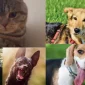 Pet Forum Nedir?